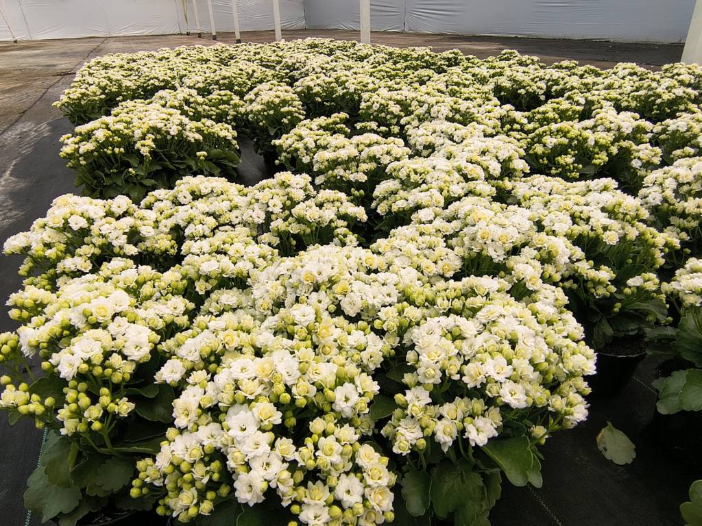 planta saia branca perigosa