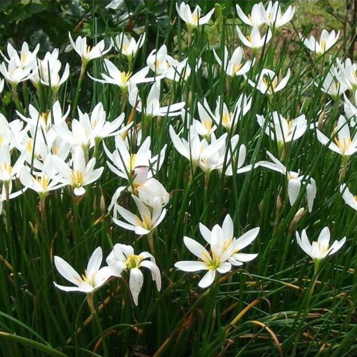 jardinagem segura
