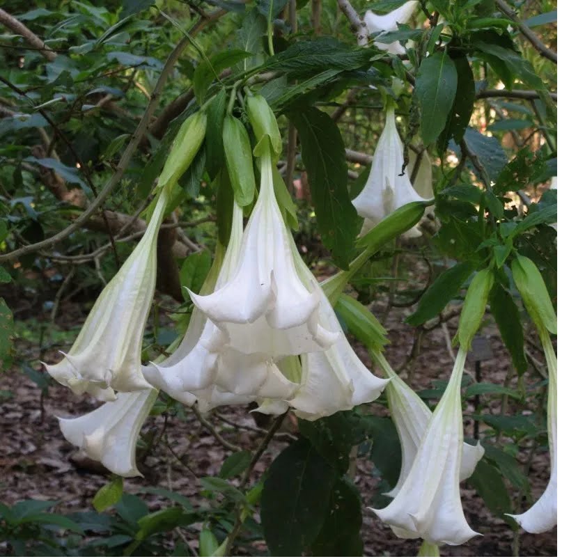 planta saia branca perigosa