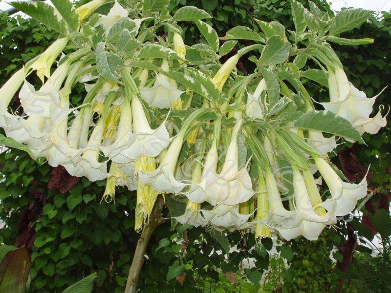 escopolamina em plantas