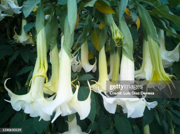 atropina Brugmansia