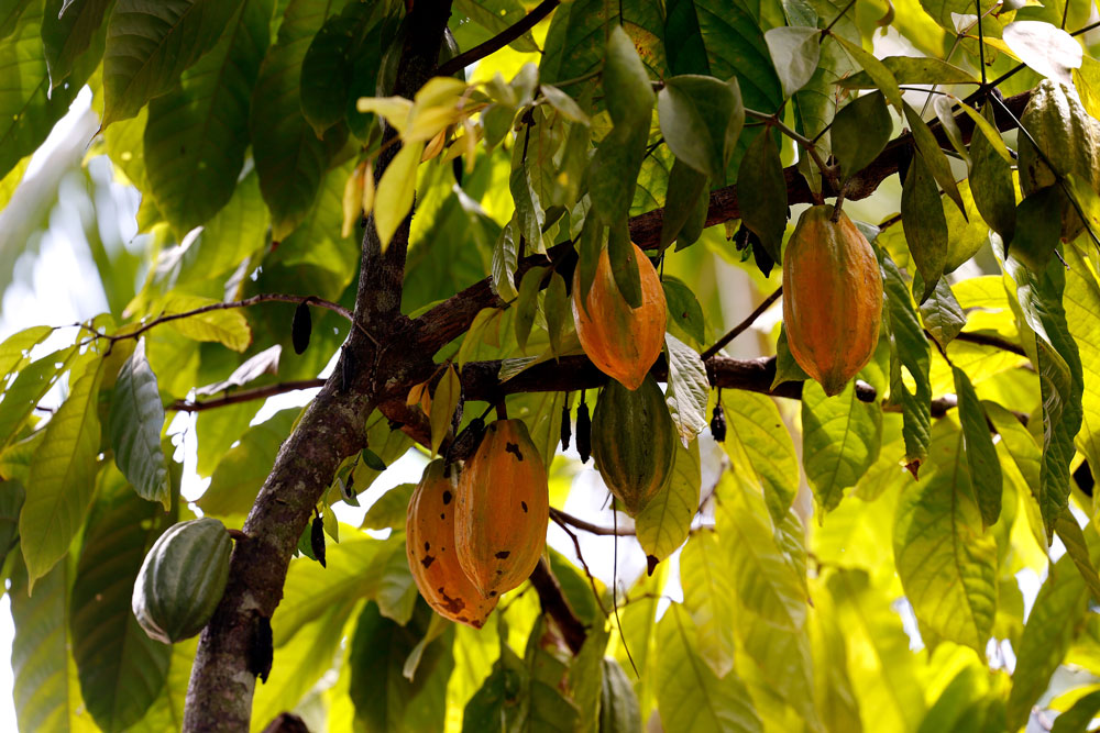 diversidade vegetal amazônica