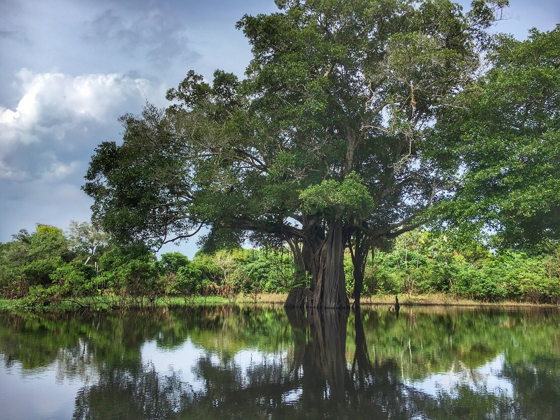 importância ecológica da flora amazônica