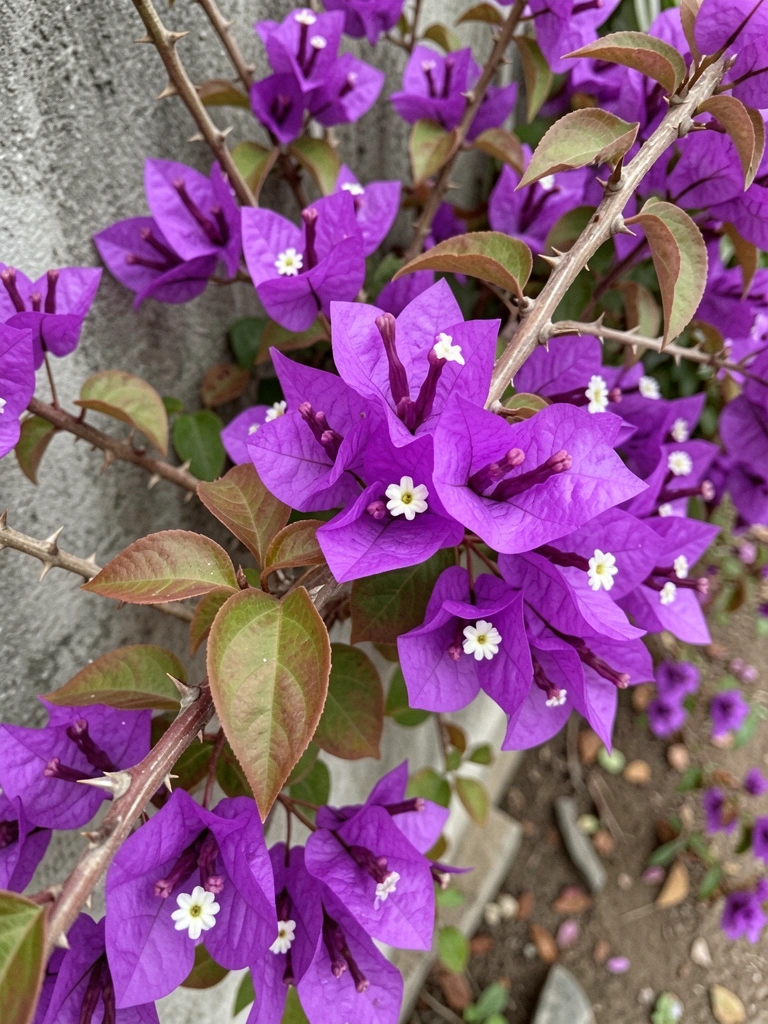 Buganvília roxa com espinhos visíveis em um muro de pedra.