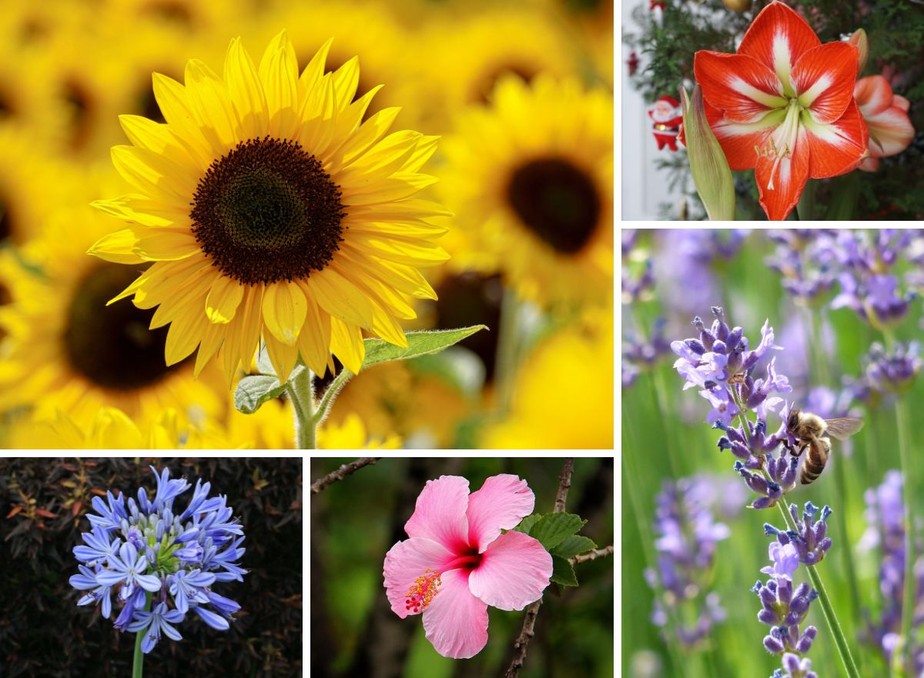 flores que gostam de sol