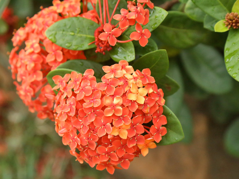flores que gostam de sol