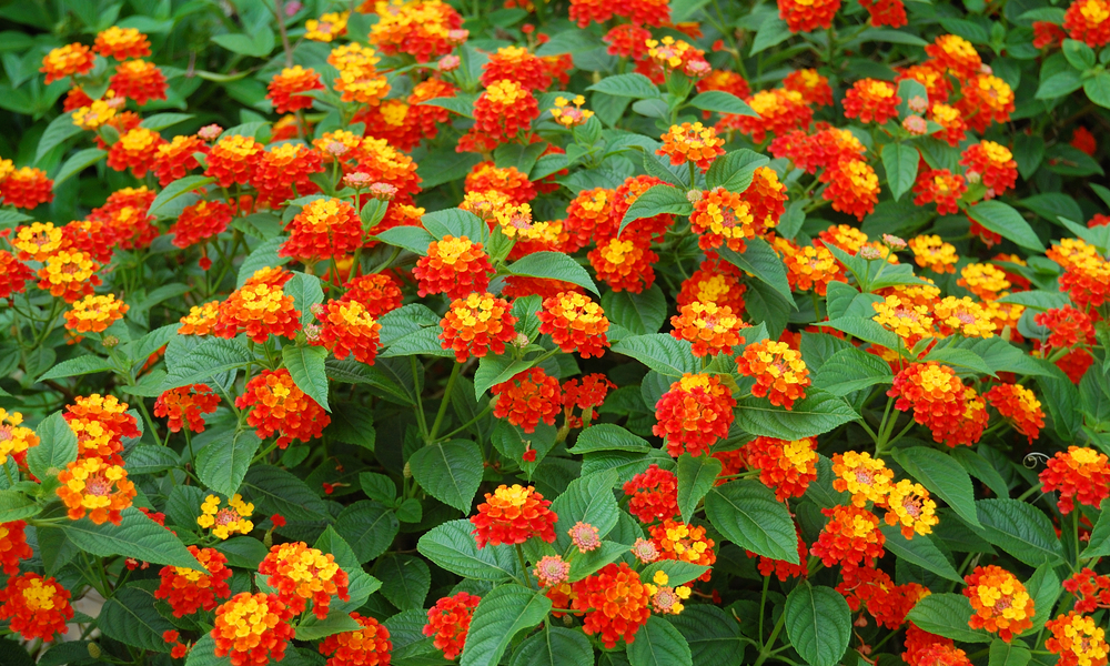 jardim de sol pleno