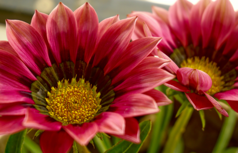 melhores flores para varanda ensolarada