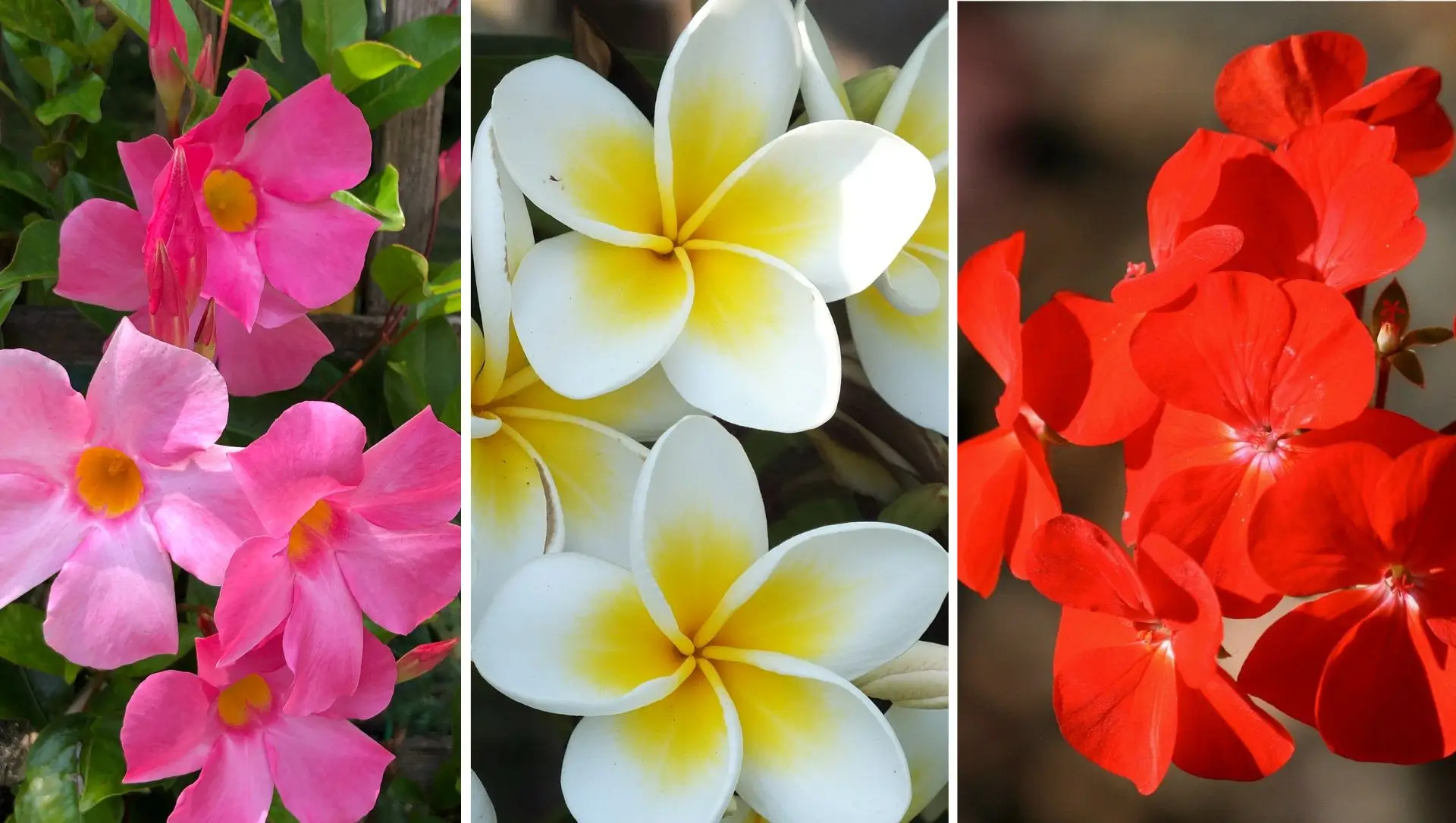 plantas para sol pleno