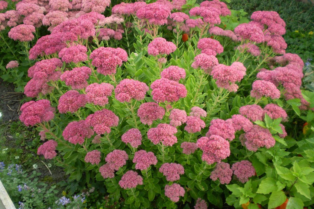 flores que gostam de sol