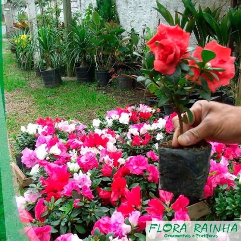 jardim de sol pleno