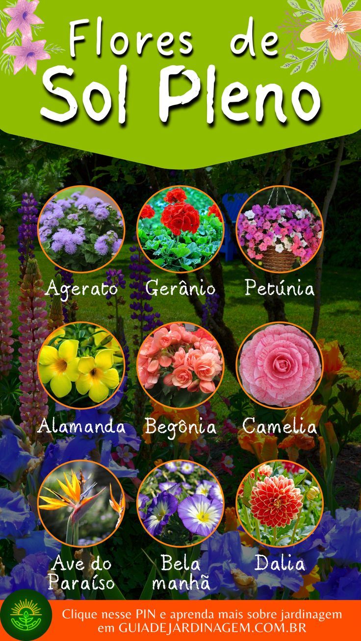 cultivo de girassol