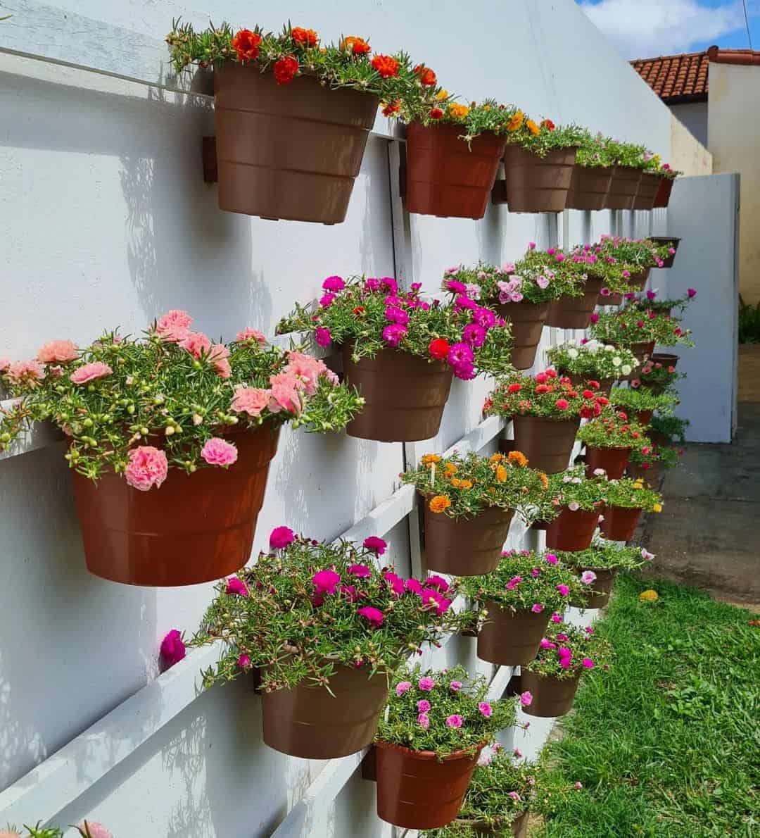 melhores flores para varanda ensolarada