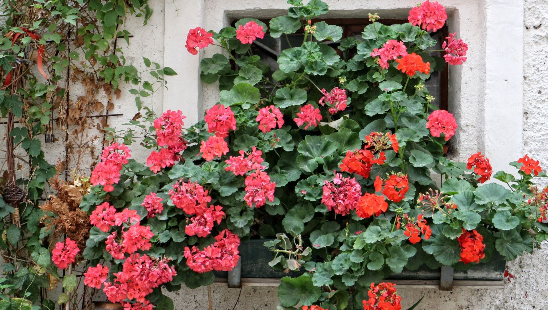 plantas resistentes ao calor