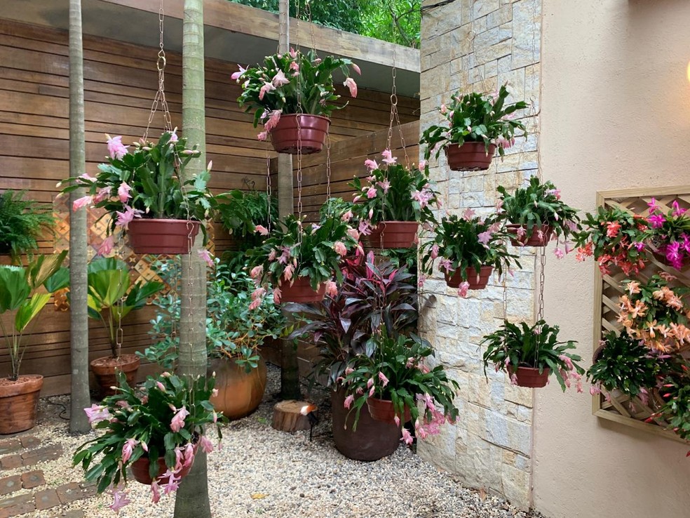 plantar flores em maio