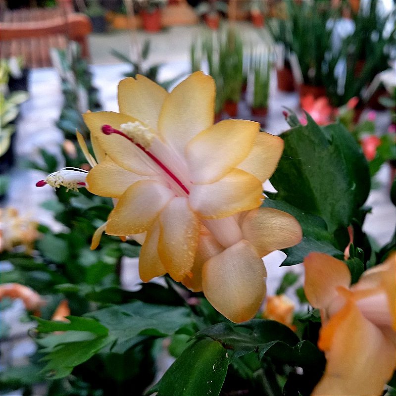flores de outono brasil
