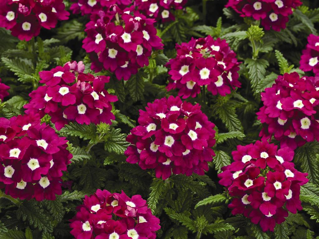 decoração com flores de maio