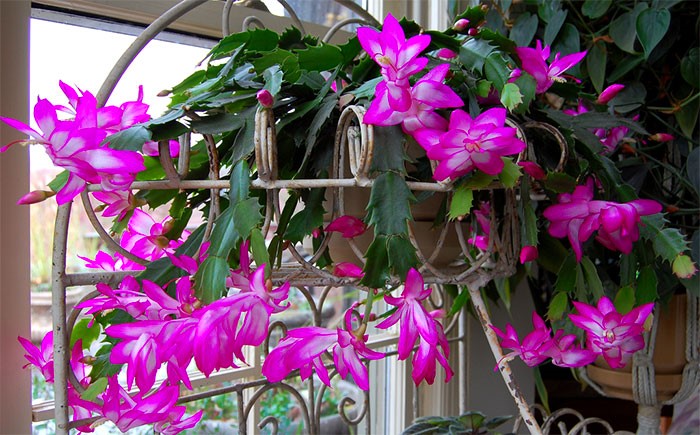 cultivo flor de maio