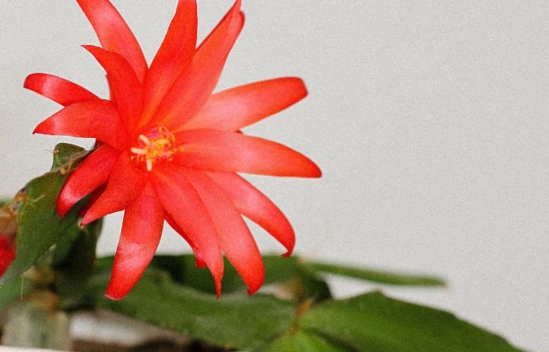 flores para presente dia das mães