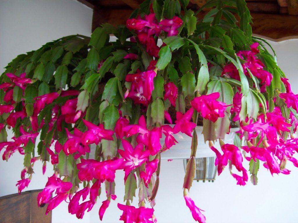época de flores no Brasil