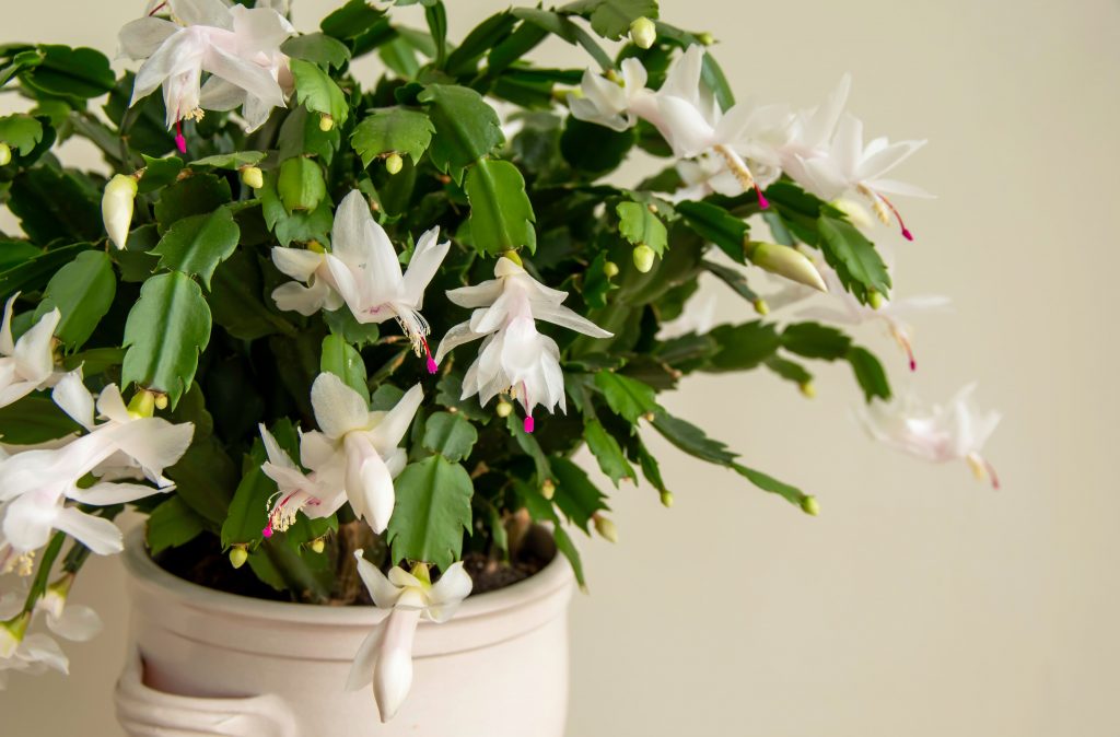 flores de maio significado