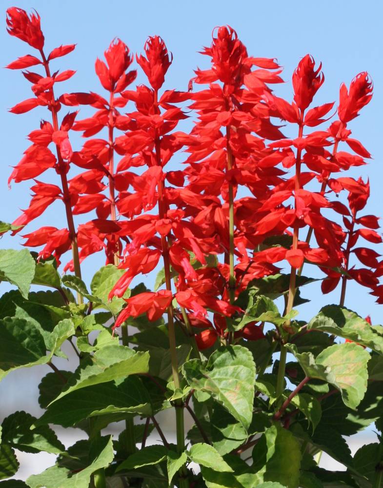 plantar flores em maio