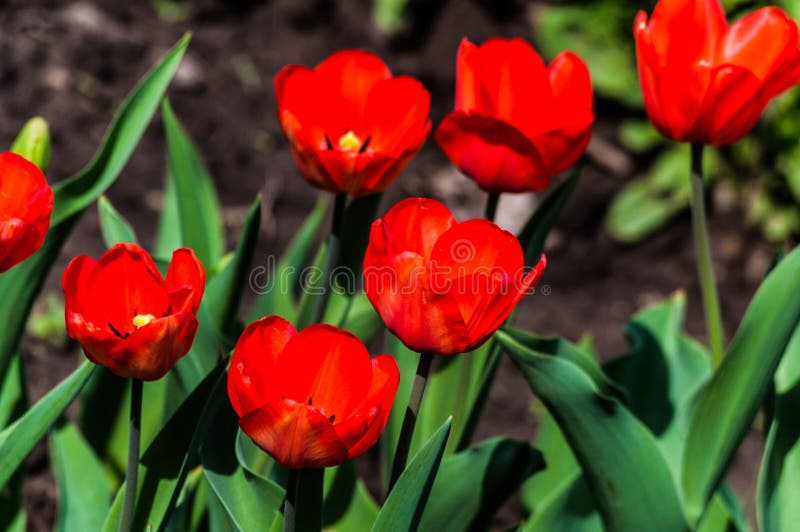 flores de outono brasil