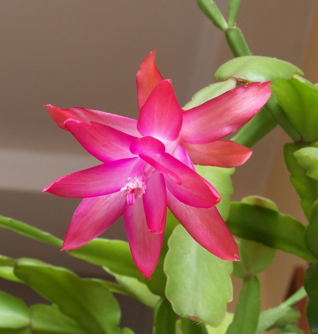 decoração com flores de maio