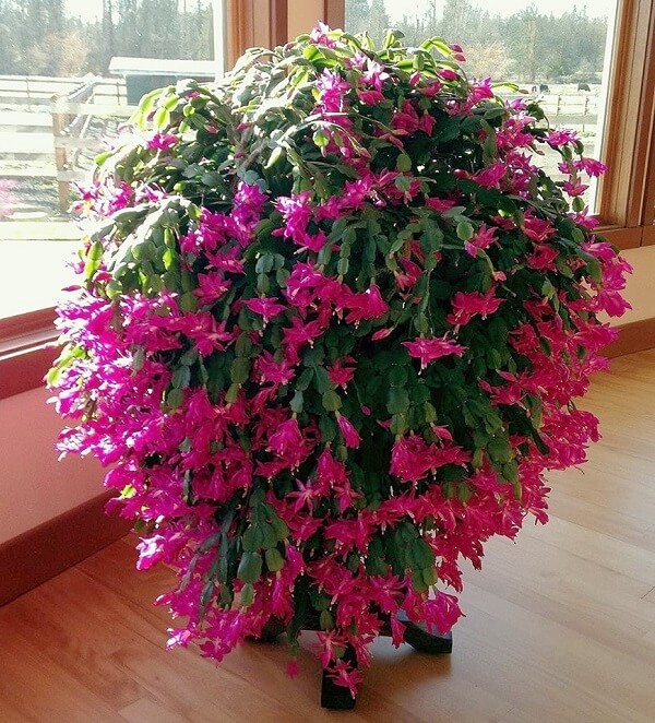 cultivo flor de maio