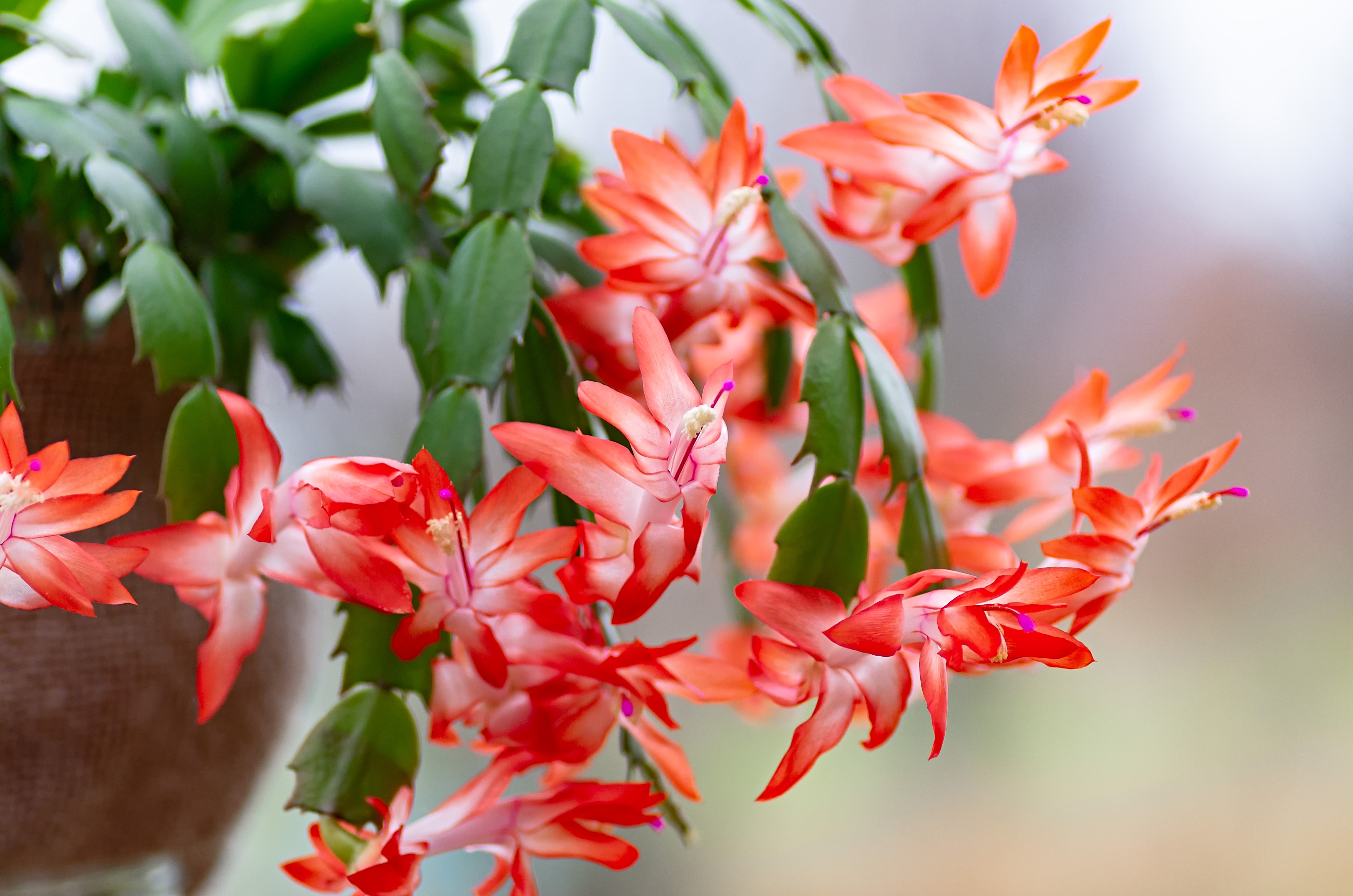 flores para presente dia das mães