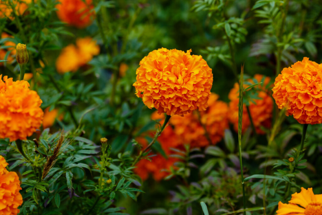 época de flores no Brasil