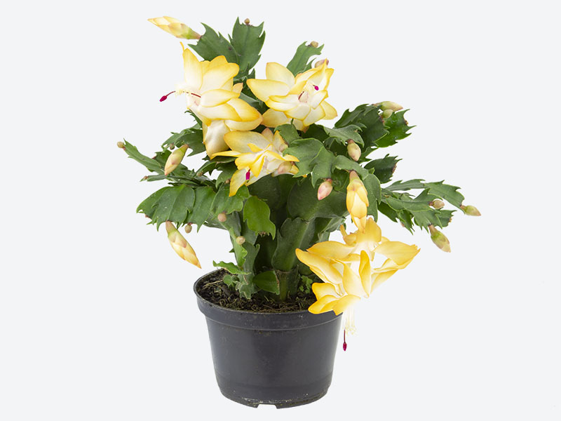 flores de maio significado