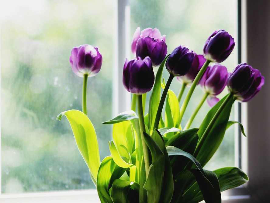 plantas para varanda com sol forte
