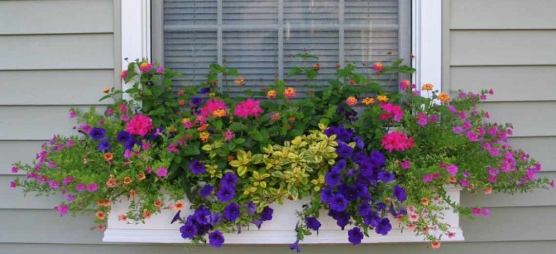 vasos de flores para sol pleno