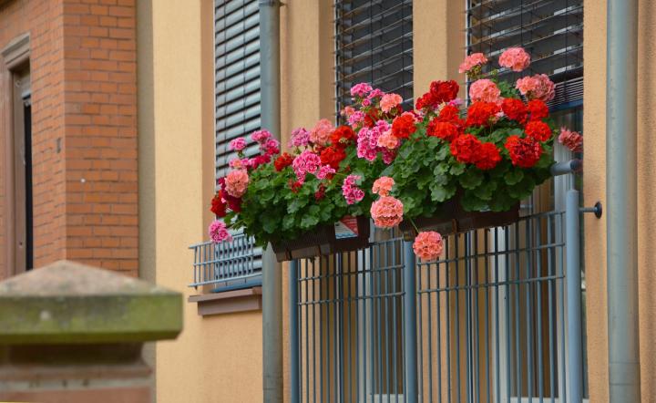 como cuidar de plantas na janela com sol