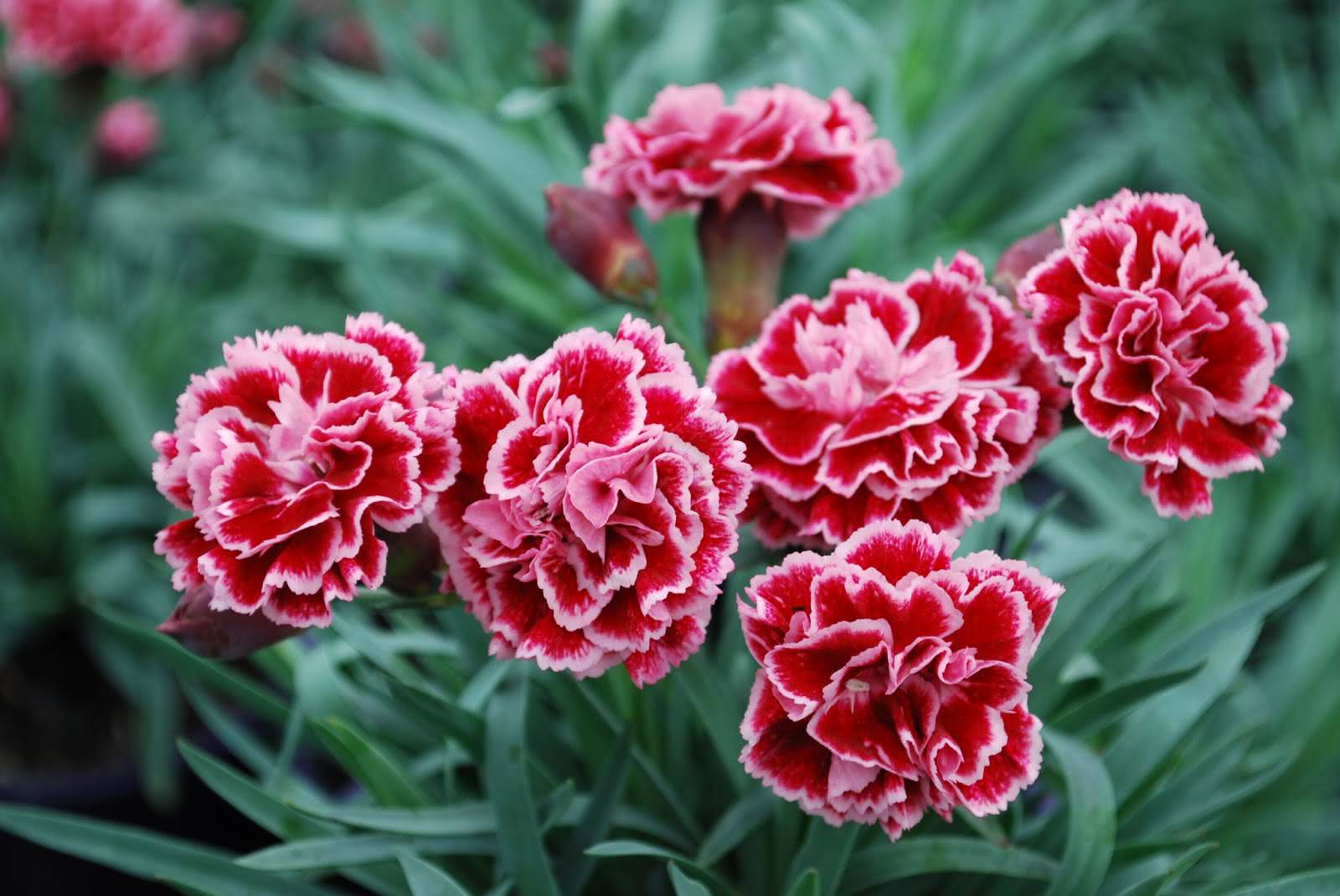 flores de jardim para espaços reduzidos