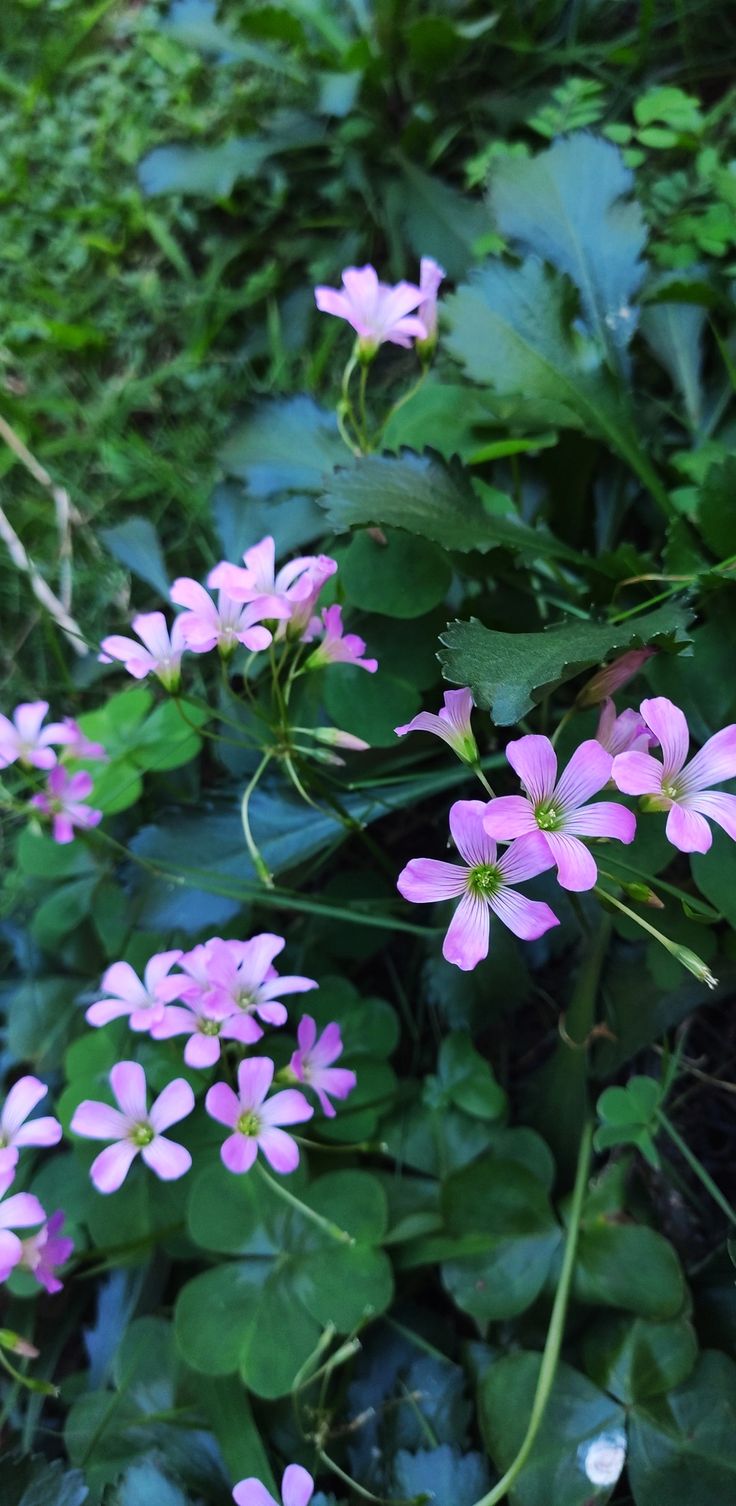 flores fáceis de cuidar para jardim