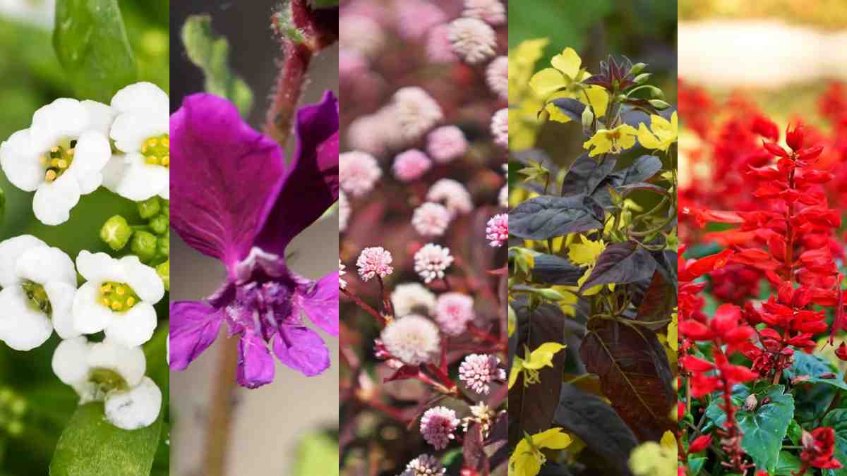 flores para sol pleno jardim pequeno