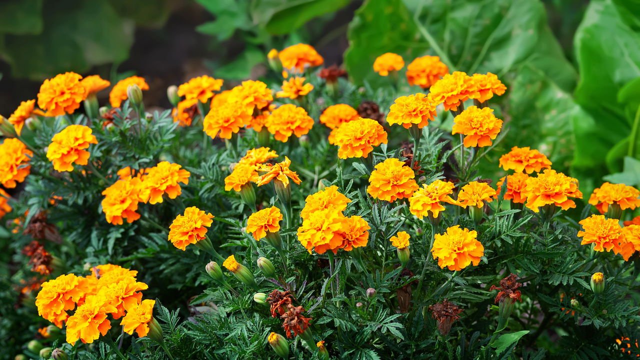 flores coloridas para bordaduras