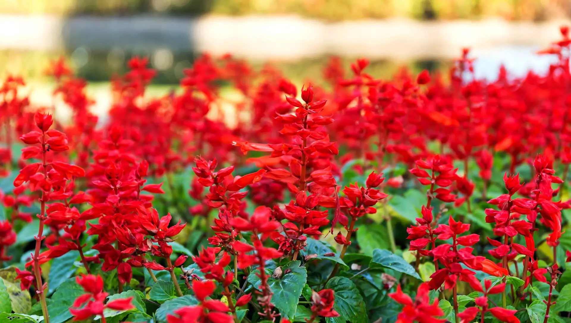 flores para meia sombra jardim pequeno