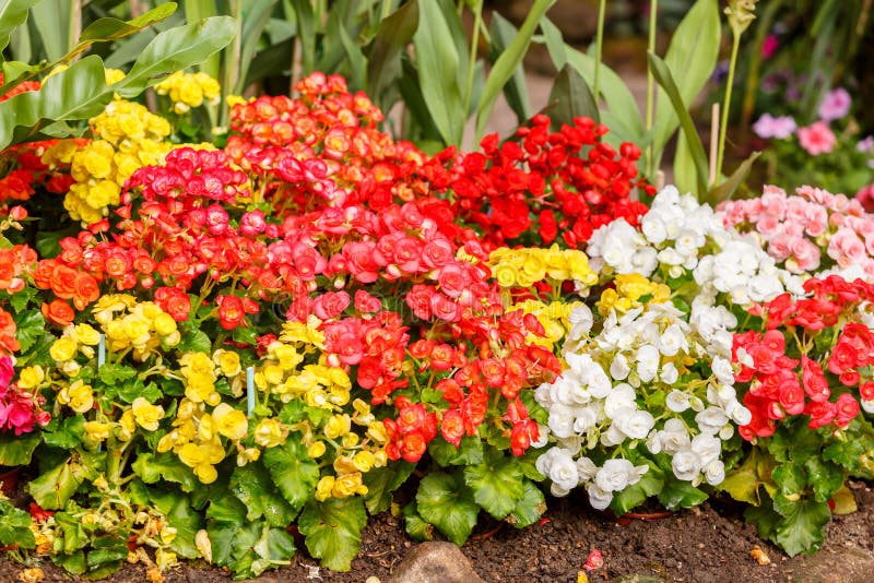 plantas rasteiras floridas