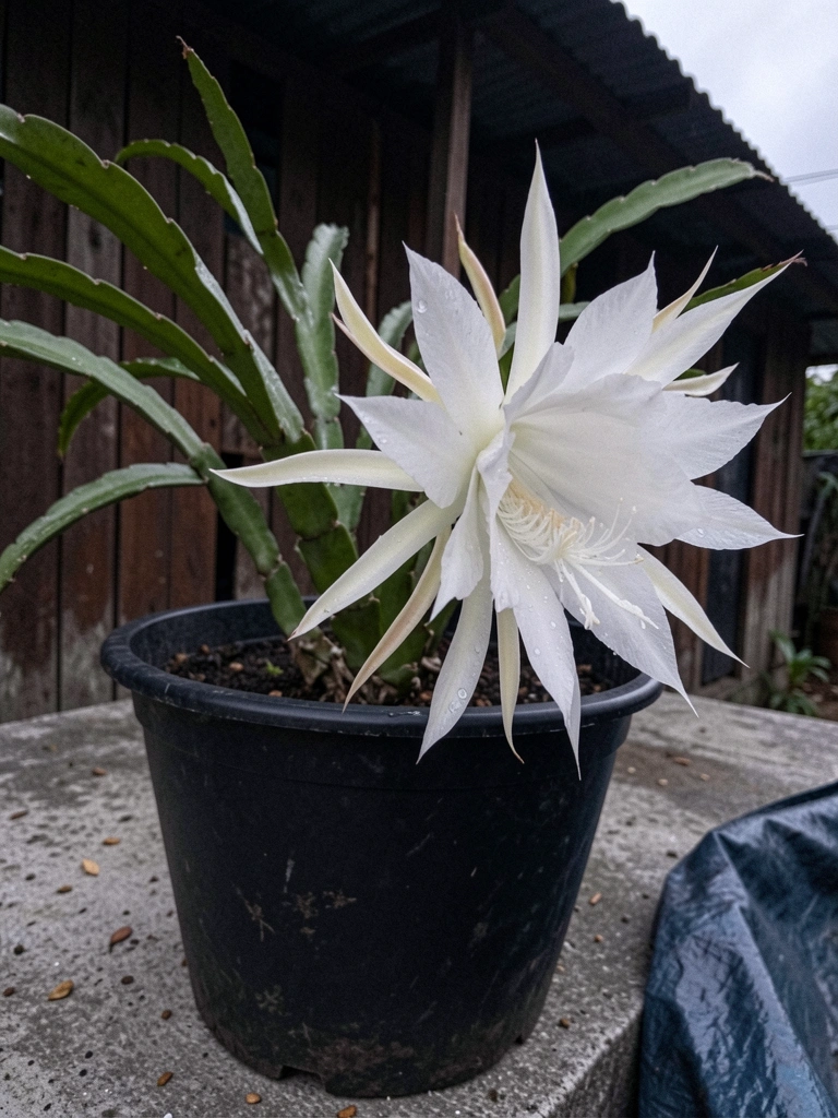 Flor dama da noite branca desabrochando ao entardecer, com gotas de orvalho nas pétalas.