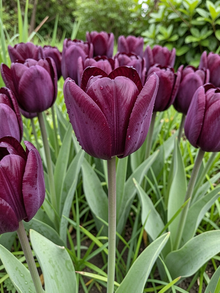 Tulipa negra em jardim com luz suave ao fundo