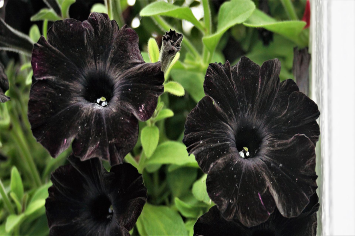cultivo de flores pretas