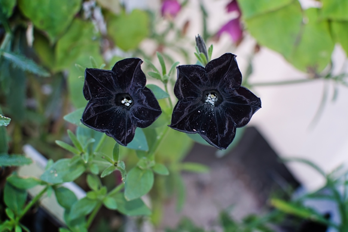 jardim com flores pretas