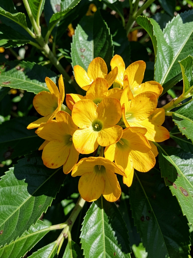 Flor Dama da Noite com pétalas amarelas e folhas verdes contra fundo escuro.