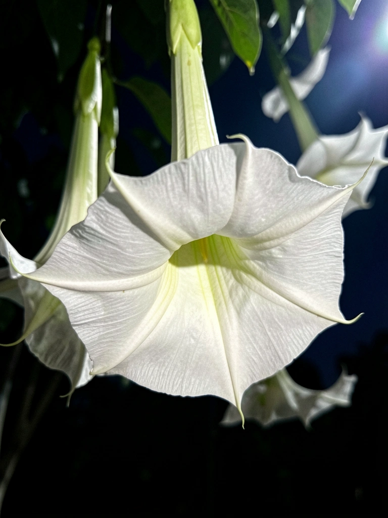 Flores brancas pendentes de Trombeta do Anjo iluminadas pela luz da lua à noite.