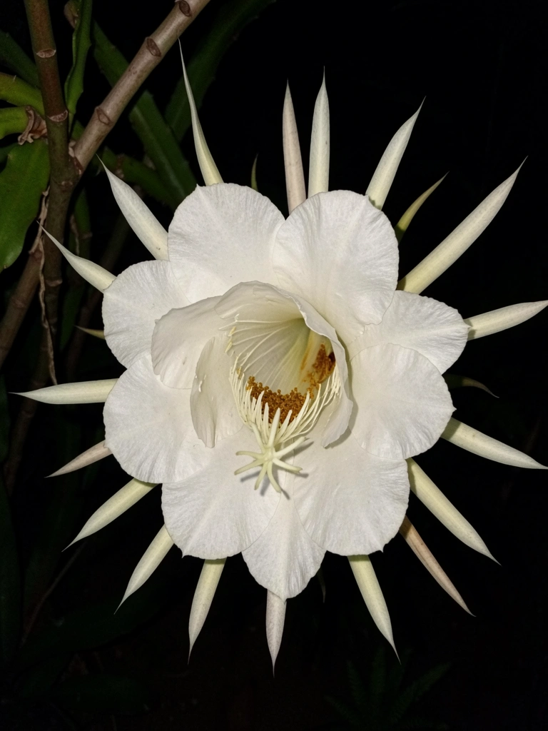Jardim à noite com luzes direcionadas para flores brancas e folhagens escuras.