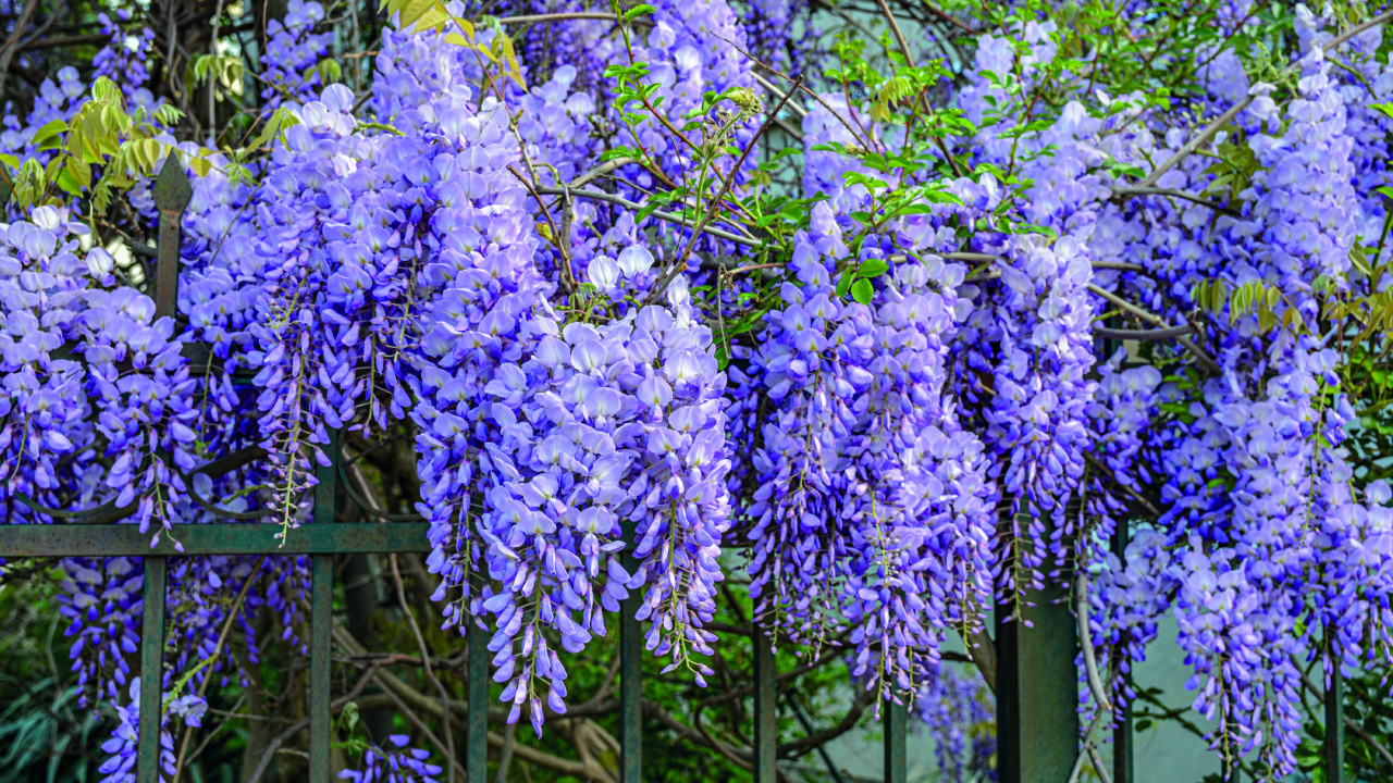 flores resistentes ao frio