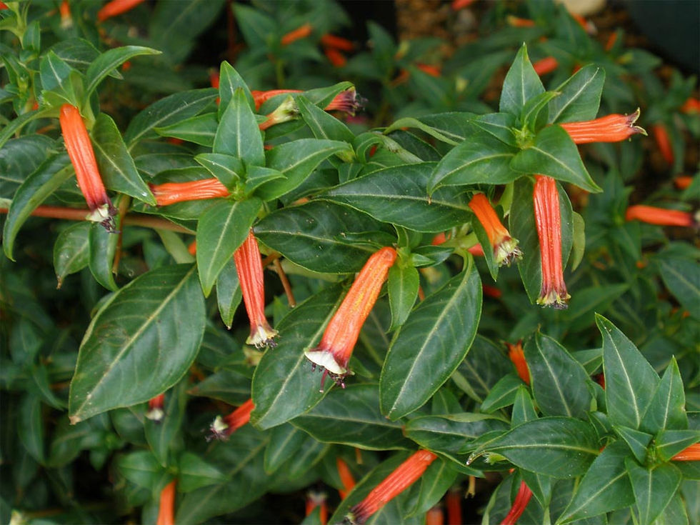plantas de inverno